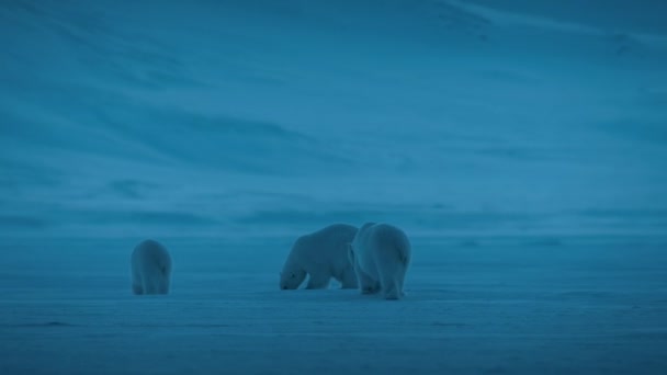 Kutup Ayısı Ursus Maritimus Svalbard Bölgesinde Gece Sahnesinde Yiyecek Arayarak — Stok video