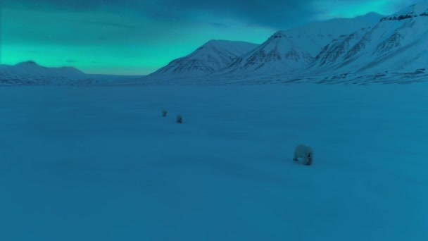 スヴァールバル地域を歩くホッキョクグマ ウルス マリティマス 夜のシーン 北極海 スヴァールバル ノルウェーで食べ物を探しています ローライトカメラ — ストック動画
