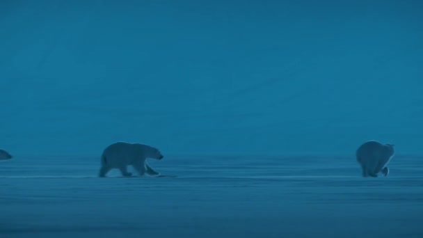 北極海 スヴァールバル ノルウェーの夜のシーンでスヴァールバル地域の領土から他を追いかけている極熊 ウルス マリティマス ローライトカメラ — ストック動画