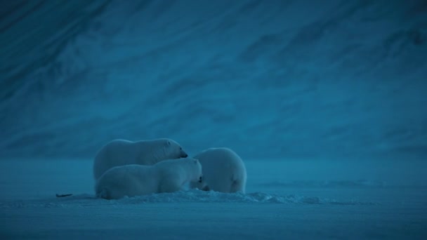 北極海 スヴァールバル ノルウェーの夜のシーンでスヴァールバル地域の雪と氷の上で遊ぶホッキョクグマの赤ちゃん ウルス マリティマス ローライトカメラ — ストック動画