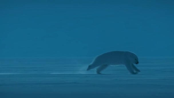 北極海 スヴァールバル ノルウェーの夜のシーンでスヴァールバル地域の領土から他を追いかけている極熊 ウルス マリティマス ローライトカメラ — ストック動画
