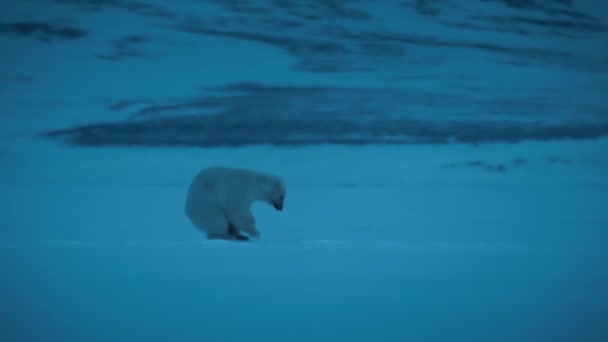 Isbjörn Ursus Maritimus Stampa Bryta Igenom Ytan För Mat Natten — Stockvideo