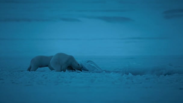 スヴァールバル地域を歩くホッキョクグマ ウルス マリティマス 夜のシーン 北極海 スヴァールバル ノルウェーで食べ物を探しています ローライトカメラ — ストック動画