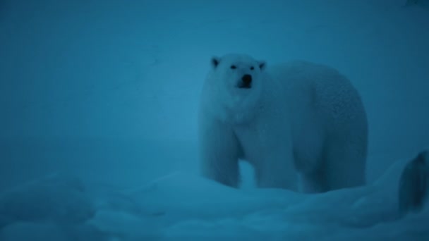 Kutup Ayısı Ursus Maritimus Svalbard Bölgesinde Gece Sahnesinde Yiyecek Arayarak — Stok video