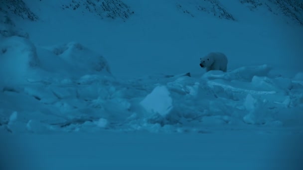 Kutup Ayısı Ursus Maritimus Svalbard Bölgesinde Gece Sahnesinde Yiyecek Arayarak — Stok video