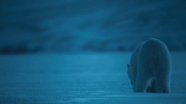 Eisbär Ursus Maritimus Auf Der Suche Nach Nahrung Der Nacht — Stockvideo