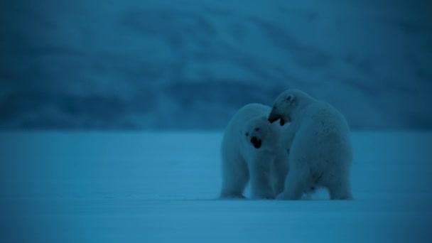 Młode Niedźwiedzie Polarne Ursus Maritimus Bawiące Się Lodzie Śniegiem Rejonie — Wideo stockowe