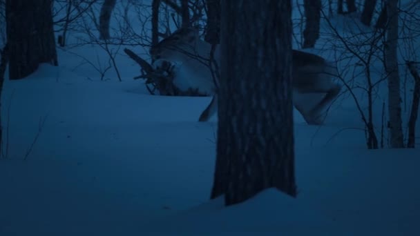 Ren Geyikleri Kış Mevsiminde Gece Vakti Soğuk Karların Içinde Yürüyorlar — Stok video