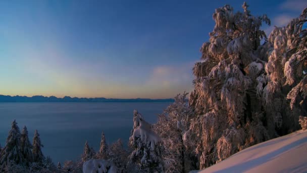 雪の森の風景とモミの木の雪に覆われた枝でレンズフレアと黄金の日の出の経過 スヴァールバル ノルウェー — ストック動画