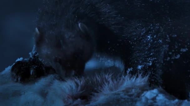 Wolverine Gulo Gulo Eating Frozen Deer Snow Night Scene Winter — Stock Video