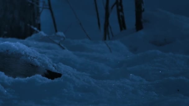 Вид Быка Карибу Олени Умирают Глубоком Холодном Снегу Замерзают Ночной — стоковое видео