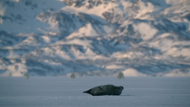 Ringelrobben Rustend Een Ijsschots Terwijl Ijsbeer Achteraan Het Spitsbergen Gebied — Stockvideo