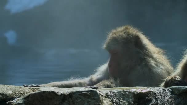 Macaques Des Neiges Japonais Macaca Fuscata Toilettant Dans Une Piscine — Video