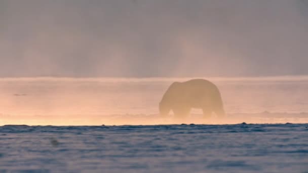 Белый Медведь Ursus Maritimus Гуляет Районе Шпицбергена Поисках Пищи Арктическое — стоковое видео