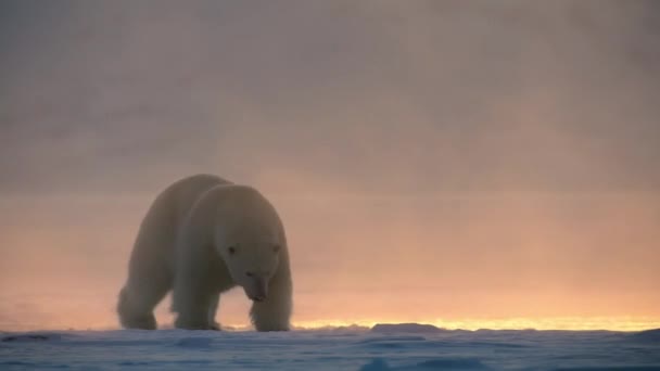 Ijsbeer Ursus Maritimus Wandelen Het Spitsbergen Gebied Zoek Naar Voedsel — Stockvideo