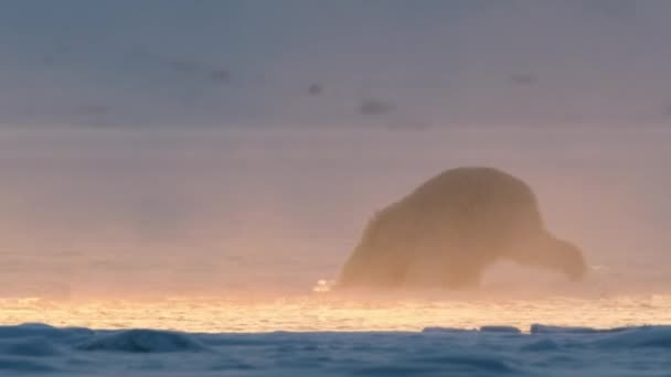 Filhotes Urso Polar Ursus Maritimus Brincando Gelo Com Neve Nadando — Vídeo de Stock