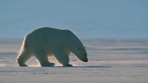 北極海 スヴァールバル諸島 ノルウェー スヴァールバル諸島 北極海 スヴァールバル諸島の雪氷の上で滑ったり寝そべったりするホッキョクグマ — ストック動画