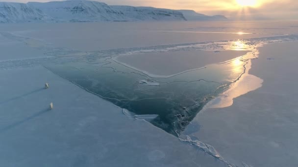 Niedźwiedź Polarny Ursus Maritimus Spacerujący Svalbardzie Poszukiwaniu Pożywienia Morze Arktyczne — Wideo stockowe
