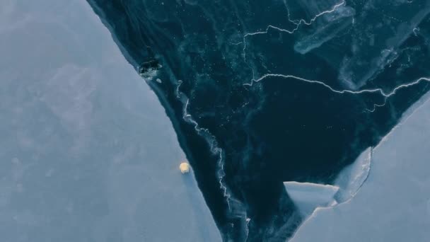Kutup Ayısı Yavruları Ursus Maritimus Buzda Karla Oynuyor Svalbard Bölgesinde — Stok video