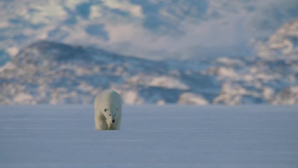 Oso Polar Ursus Maritimus Caminando Por Área Svalbard Busca Comida — Vídeo de stock