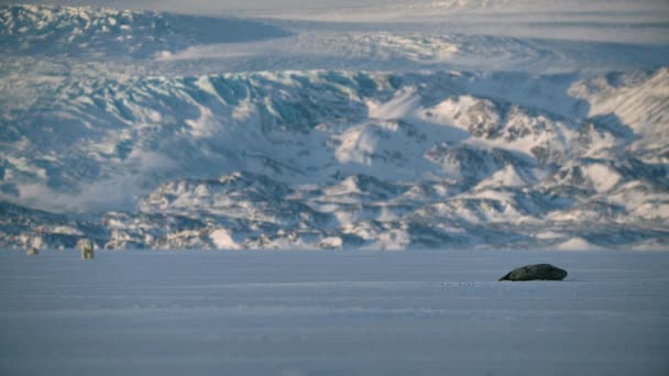 Ringelrobben Rustend Een Ijsschots Terwijl Ijsbeer Achteraan Het Spitsbergen Gebied — Stockvideo