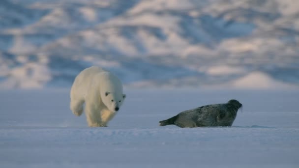 Niedźwiedź Polarny Poluje Fokę Pierścieniową Zjada Aby Przeżyć Rejonie Svalbard — Wideo stockowe