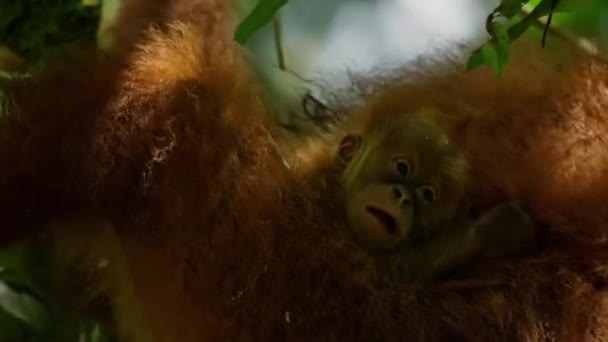 Sumatran Orangutans Pongo Pygmaeus Подвид Суматры Который Вынашивает Ребенка Залезает — стоковое видео