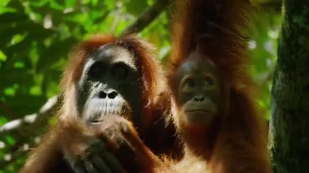 Großaufnahme Von Mutter Sumatra Orang Utans Und Neugeborenen Pongo Pygmaeus — Stockvideo