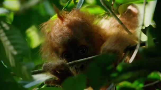 Zbliżenie Noworodków Sumatran Orangutans Pongo Pygmaeus Podgatunek Sumatry Lasach Deszczowych — Wideo stockowe