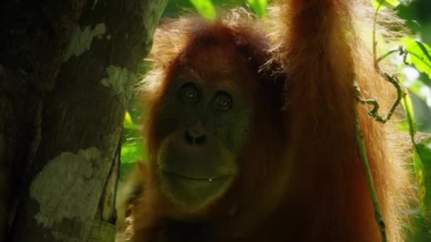 Close Sumatran Orangutans Pongo Pygmaeus Subspecies Sumatra Chewing Food Rainforest — Stock Video