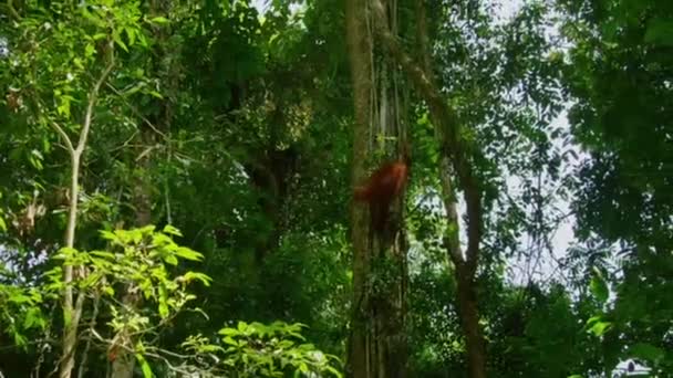 Sumatran Orangutans Pongo Pygmaeus Подвид Суматры Который Вынашивает Ребенка Залезает — стоковое видео