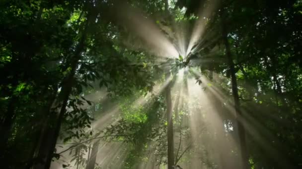 緑の葉と速報太陽の光で質感を生きる 太陽の光が木々の緑の葉を通って彼らの道を作る — ストック動画