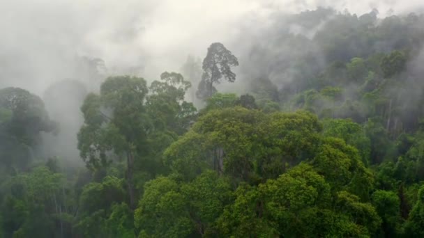 Vista Aérea Selva Tropical Sabah Borneo Malasia — Vídeo de stock