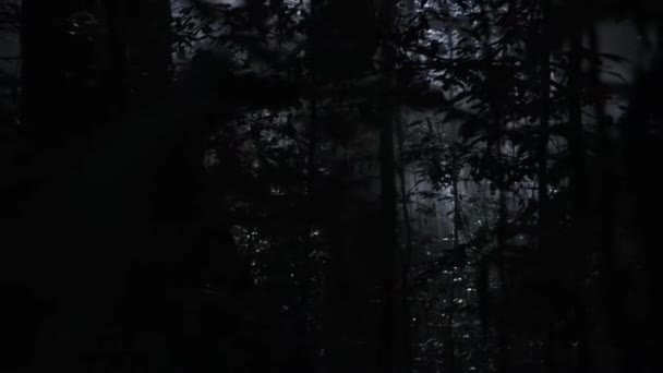 Vista Interior Selva Tropical Con Árboles Exuberantes Por Noche Isla — Vídeos de Stock