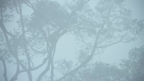 Gray Gibbons Hylobates Muelleri Climbing Swinging Trees Branch Early Morning — Stock Video