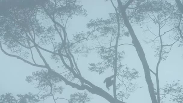 灰色のギボンズ Hylobates Muelleri 早朝に熱帯雨林 サバ州 ボルネオ島 マレーシアの霧と木の枝を登るとスイング — ストック動画