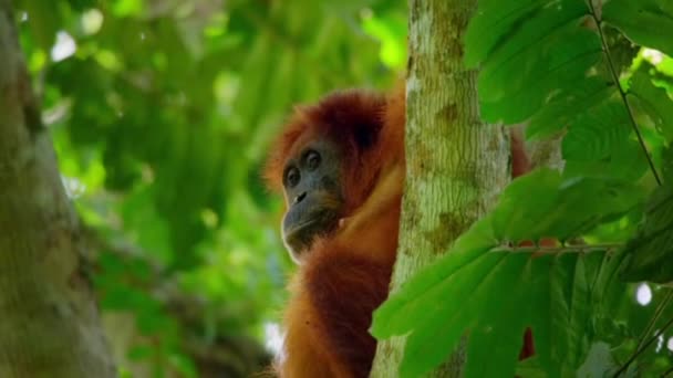 Close Sumatran Orangutans Uma Subespécie Sumatra Floresta Tropical Sumatra Indonésia — Vídeo de Stock