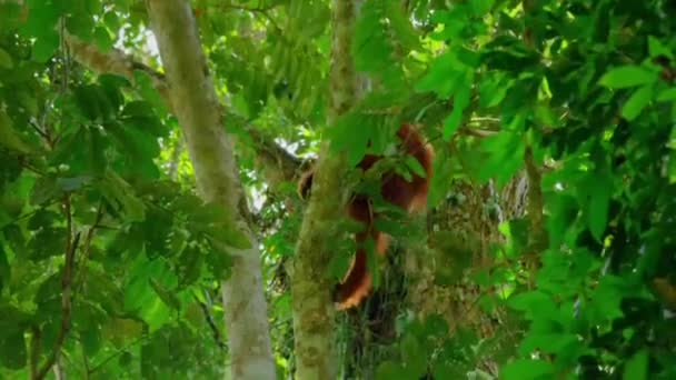 Sumatran Orangutans Pongo Pygmaeus Подвид Суматры Который Вынашивает Ребенка Залезает — стоковое видео