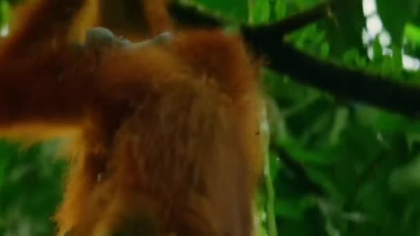 Sumatran Orangutans Pongo Pygmaeus Poddruh Sumatra Který Nese Dítě Lezení — Stock video