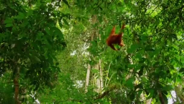 Sumatran Orangutans Pongo Pygmaeus Uma Subespécie Sumatra Que Está Carregando — Vídeo de Stock