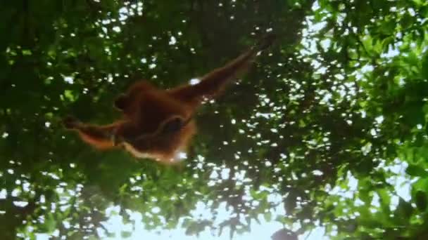 Sumatran Orangutans Pongo Pygmaeus Carrying Baby Walking Vine Sumatra Indonesia — Stock Video