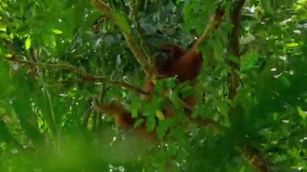 スマトラオランウータン Pongo Pygmaeus スマトラ島の亜種で インドネシアのスマトラ島で赤ちゃんを授かり 木に登っている — ストック動画