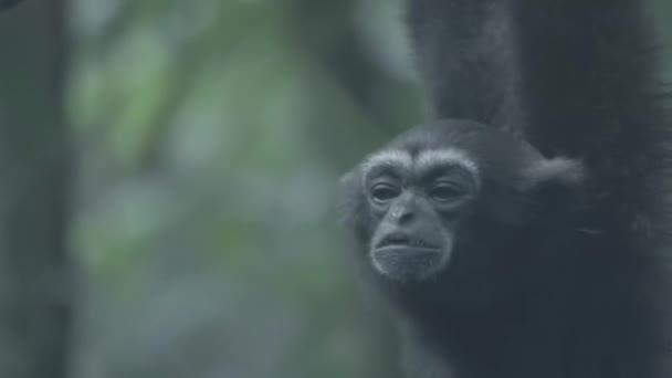 Gibbons Gris Hylobates Muelleri Appelant Les Arbres Ramifient Tôt Matin — Video