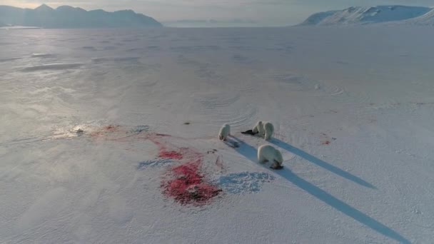 북극해 노르웨이 스발바르 지역에서 바다표범을 사냥하여 북극곰 — 비디오
