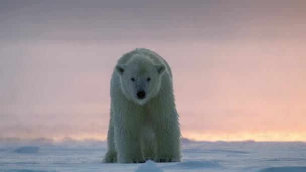 노르웨이 스발바르 스발바르 지역의 속에서 헤엄쳐온 북극곰 마리티무스 — 비디오