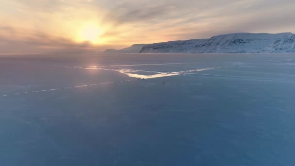 Polar Bear Ursus Maritimus Walking Svalbard Area Searching Food Arctic — Stock Video