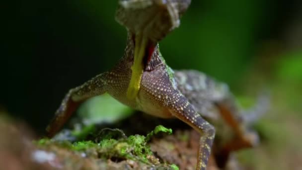 Detail Létající Ještěrka Draco Taeniopterus Lezení Strom Ostrově Borneo Malajsie — Stock video