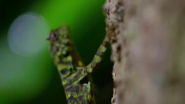 Крупным Планом Летающая Ящерица Draco Taeniopterus Взбирается Дерево Острове Борнео — стоковое видео
