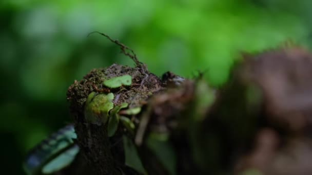 Крупный План Летающих Змей Chrysopelea Ornata Дереве Остров Борнео Малайзия — стоковое видео