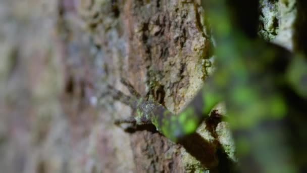 Närbild Flygande Ödla Draco Taeniopterus Klättra Trädet Borneo Island Malaysia — Stockvideo